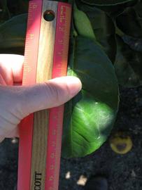              Unifoliolate leaf (Winter Haven, FL)       