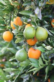              Fruit (Riverside, CA)       