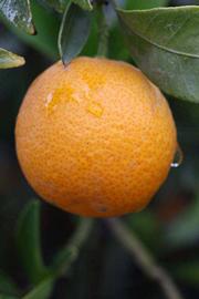              Fruit (Riverside, CA)       