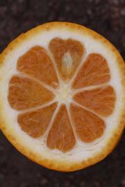              Fruit cross-section (Riverside, CA)       