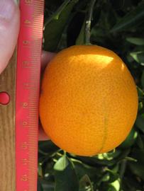              Fruit (Winter Haven, FL)       