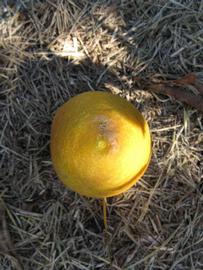              Fruit (Winter Haven, FL)       