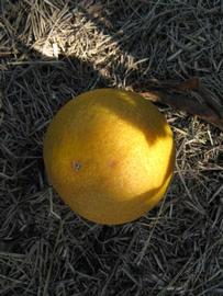              Fruit (Winter Haven, FL)       