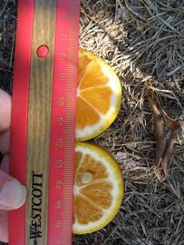              Fruit cross-section (Winter Haven, FL)       