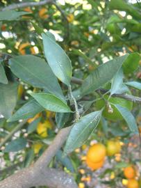            Shade leaves (Winter Haven, FL)   