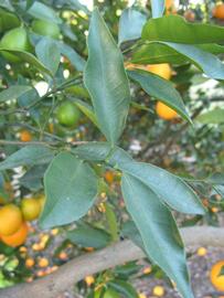            Shade leaves (Winter Haven, FL)   
