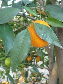            Shade leaves (Winter Haven, FL)   