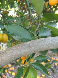            Shade leaves (Winter Haven, FL)   