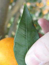              Margin (Winter Haven, FL)       