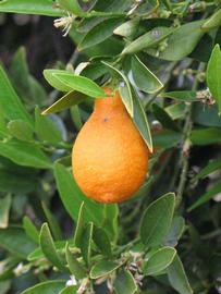            Fruit (Riverside, CA)   