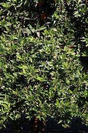            Habit (Riverside, CA)   