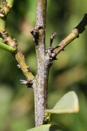              Second - third year twig (Riverside, CA)       