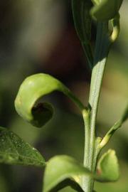            First year twig (Riverside, CA)   