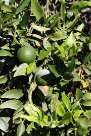              Sun leaves (Riverside, CA)       