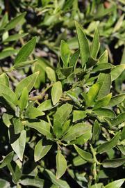              Sun leaves (Riverside, CA)       