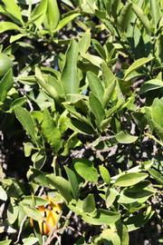              Sun leaves (Riverside, CA)       