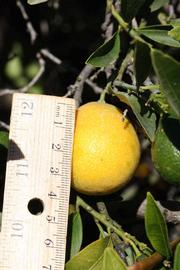            Fruit (Riverside, CA)   