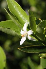             Flower (Riverside, CA)       