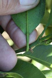              Petiole (Riverside, CA)       