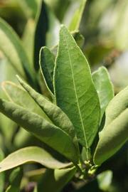              Unifoliolate leaf (Riverside, CA)       