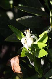              Flower (Riverside, CA)       