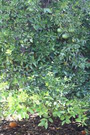            Habit (Riverside, CA)   