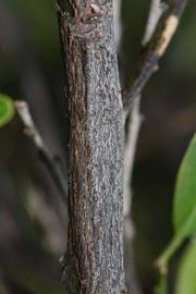              Second - third year twig (Riverside, CA)       