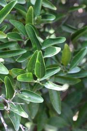              Sun leaves (Riverside, CA)       