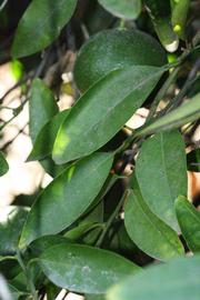              Shade leaves (Riverside, CA)       