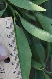              Unifoliolate leaf (Riverside, CA)       