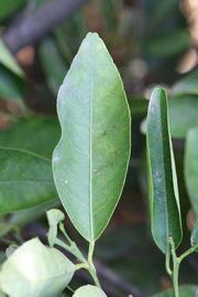              Unifoliolate leaf (Riverside, CA)       