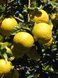              Fruit (Winter Haven, FL)       