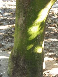              Bark (Winter Haven, FL)       