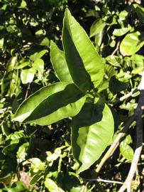            Sun leaves (Winter Haven, FL)   