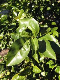            Sun leaves (Winter Haven, FL)   