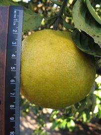              Fruit (Winter Haven, FL)       