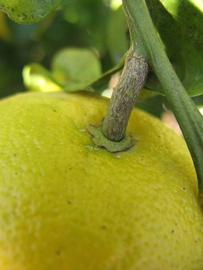              Fruit (Winter Haven, FL)       