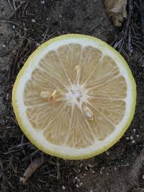              Fruit cross-section of  Citrus reticulata   x  Citrus   paradisi       (Nocatee, Winter Haven,   FL)       