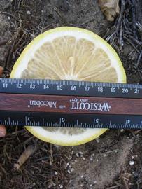              Fruit cross-section (Winter Haven, FL)       