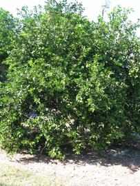            Habit (Winter Haven, FL)   