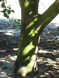            Bark (Winter Haven, FL)      