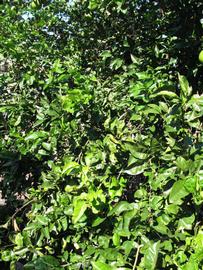              Sun leaves (Winter Haven, FL)       