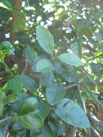              Shade leaves (Winter Haven, FL)       