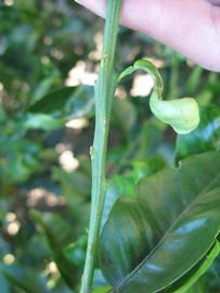            First year twig (Winter Haven, FL)   