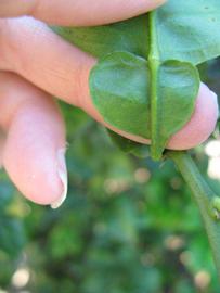              Petiole (Winter Haven, FL)       