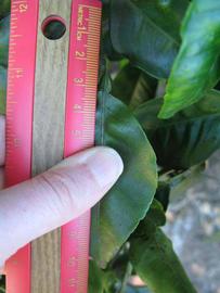              Unifoliolate leaf (Winter Haven, FL)       