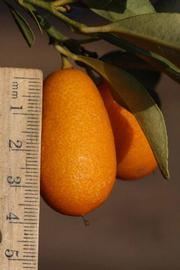              Fruit (Riverside, CA)       