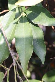              Shade leaves (Riverside, CA)       