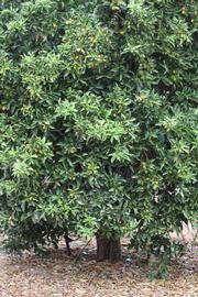            Habit (Riverside, CA)   