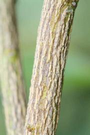              Second - third year twig (Riverside, CA)       